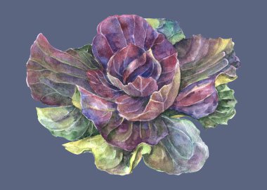 Garden decorative  cabbage painted in watercolor on blue background. Illustration for decoration.