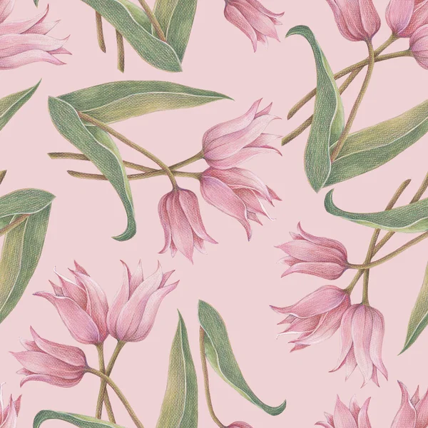 Seamless pattern with hand drawing flowers pink tulip on rose background.
