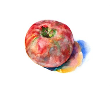 Beyaz arka planda suluboya elma tasviri. Dekorasyon ve tasarım için güzel desen. 