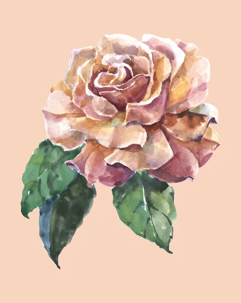 Garden flower rose painted in watercolor on pink background. Illustration for decoration.