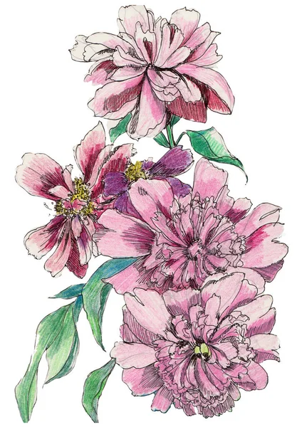 Des Fleurs Jardin Pivoine Peinte Aquarelle Sur Fond Blanc Illustration — Photo