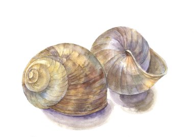 Hediye kağıdı, duvar kâğıdı ve tekstil için beyaz arkaplan üzerindeki suluboya alan kabukları.