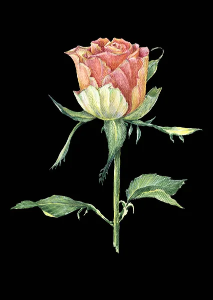 Acquerello Fiore Del Giardino Rosa Sfondo Nero Carta Regalo Sfondi — Foto Stock