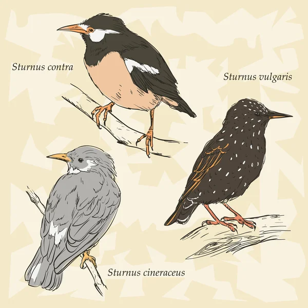Starling Pied asiático, Starling europeo, Starling gris — Archivo Imágenes Vectoriales
