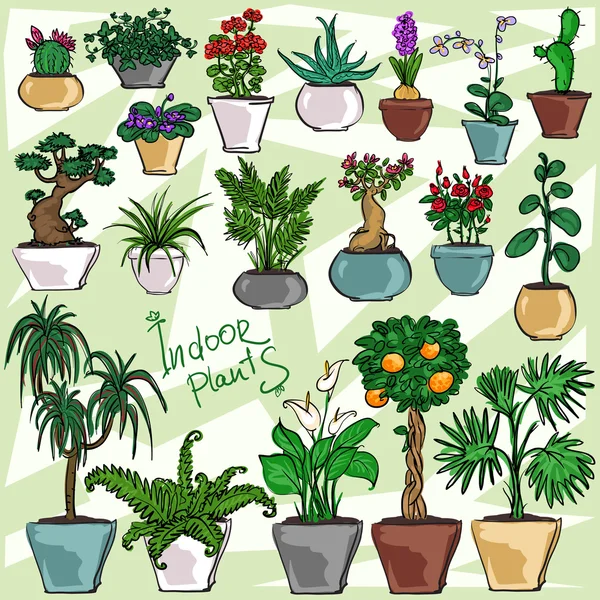 Indoor Plants — Stock Vector