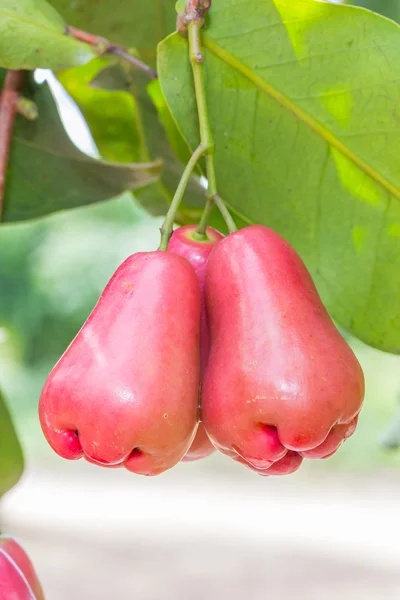 Rose apples on tree in orchard,Thailand — Stock Photo, Image