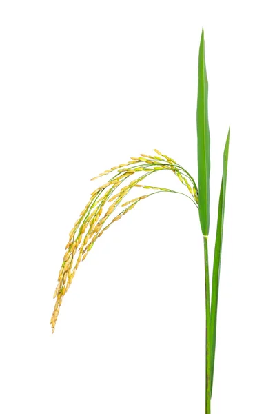 Beyaz arka planda altın çeltik pirinci