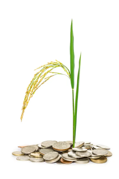 Gouden padie rijst op witte achtergrond — Stockfoto