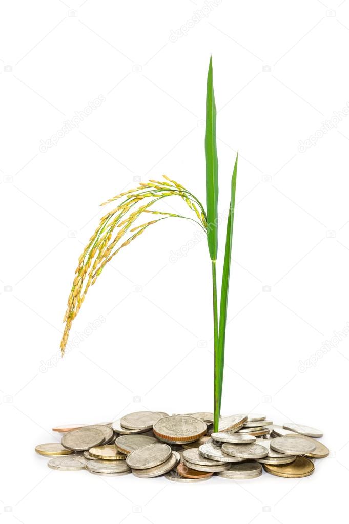 Gold paddy rice on white background