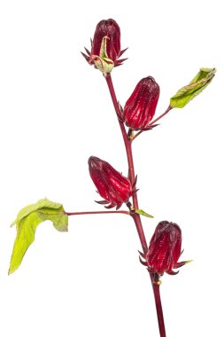 roselle üzerinde beyaz izole