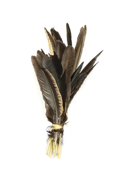 Single feather isolated on white background — Stock Photo, Image
