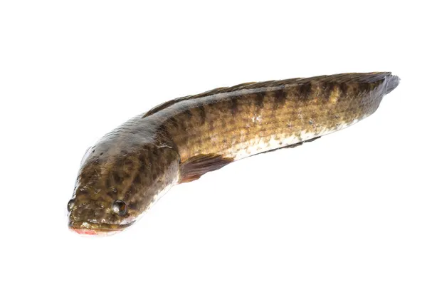 Pesce testa di serpente gigante — Foto Stock