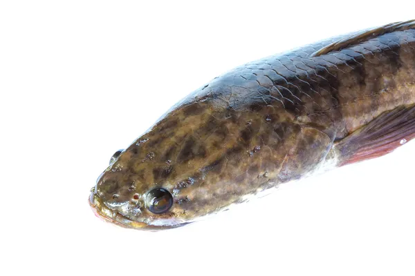 Dev yılanbaşı balık — Stok fotoğraf