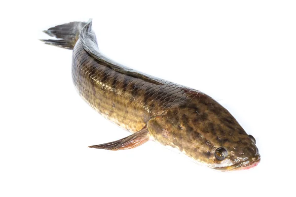 Риба гігантського snakehead — стокове фото