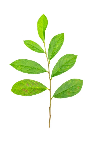 Leaves on a white background — Stock Photo, Image