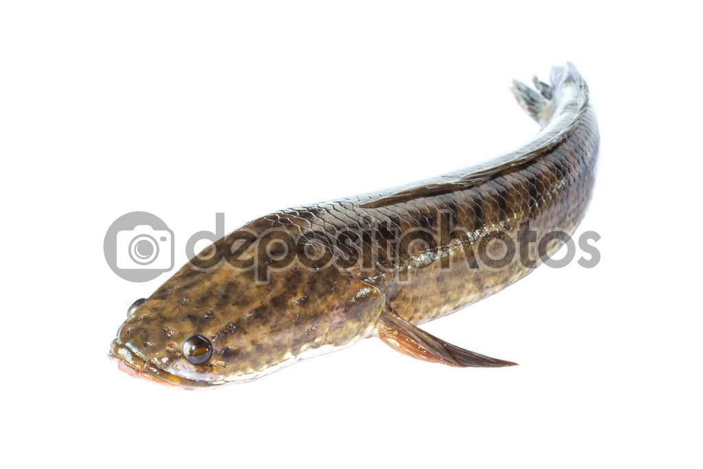 Giant snakehead fish