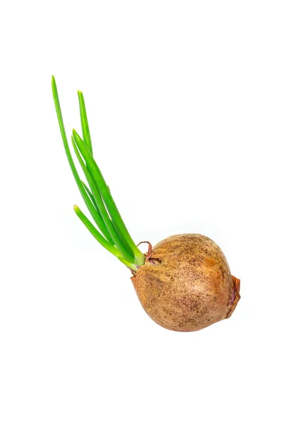 Verse ui bollen — Stockfoto