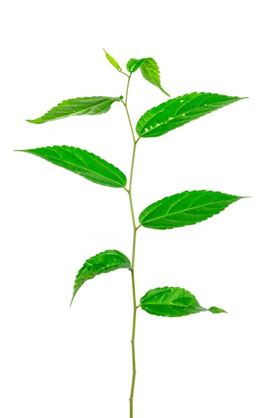 Leaves on a white background — Stock Photo, Image