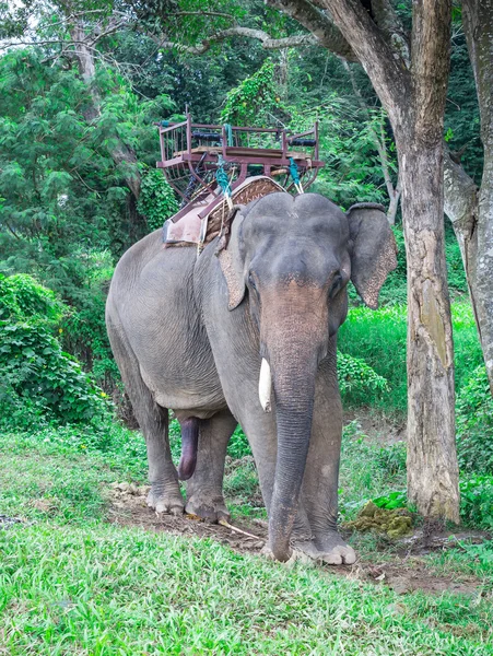 アジア象は、タイの肖像画 — ストック写真