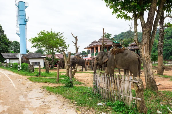 Portrait of Asiatic Elephant, Thailand — Stock Photo, Image