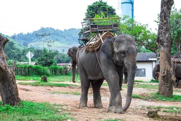 アジア象は、タイの肖像画 — ストック写真