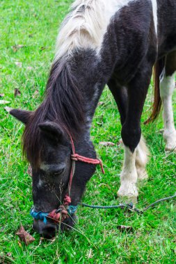 karanlık defne at yeşil çim ile bir çayırda