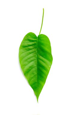 Beyaz arkaplanda bırakır