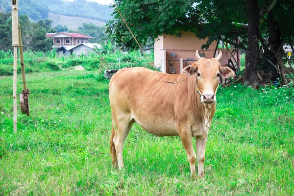 Thailand cows — Stock Photo, Image