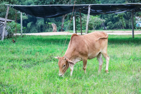 Thailand cows — Stock Photo, Image