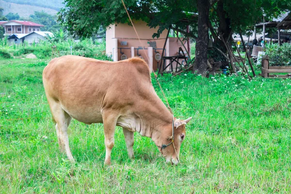 Thailand cows — Stock Photo, Image