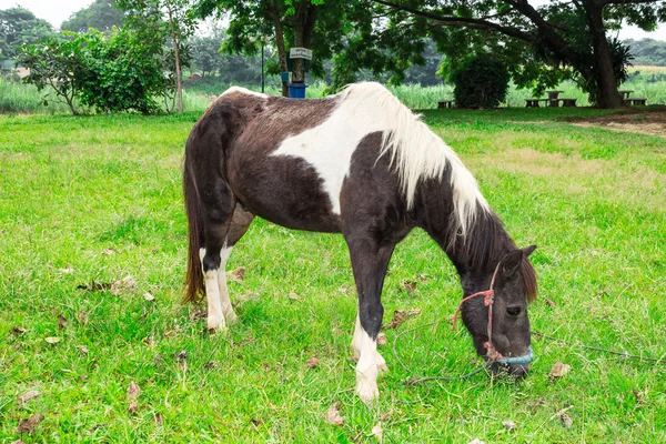 Dark bay horse in a meadow with green grass — Stock Photo, Image