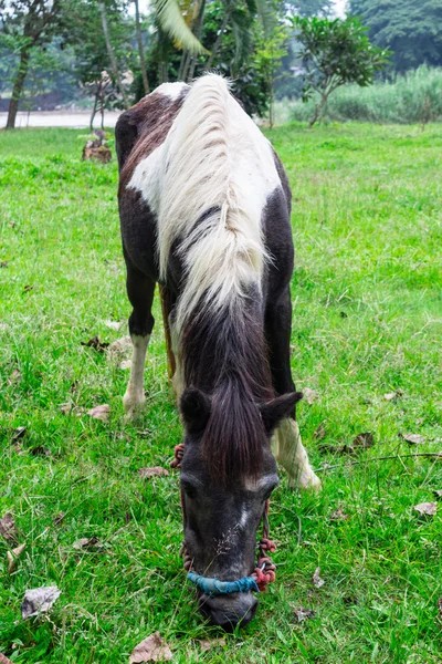 Dark bay horse in a meadow with green grass — Stock Photo, Image