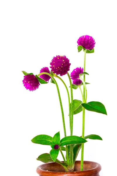 Globe amaranth on white background — Stock Photo, Image