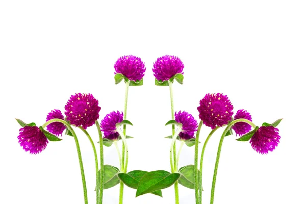 Globe amaranth på vit bakgrund — Stockfoto