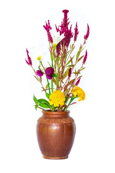 Flores de Cockscomb — Fotografia de Stock