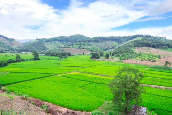 Yeşil teraslı pirinç alanında chiangrai, Tayland — Stok fotoğraf