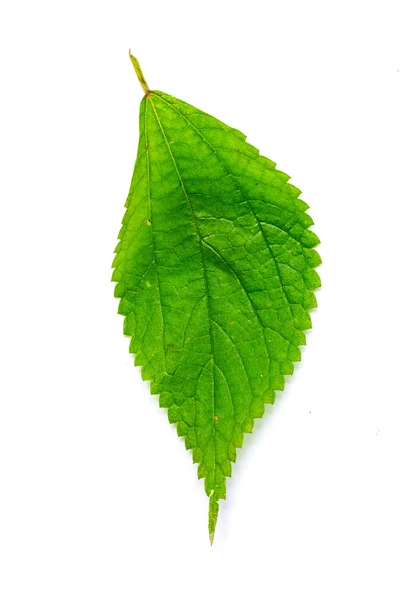 Leaves on a white background — Stock Photo, Image
