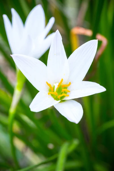 Regn lily vit (zephyranthes candida雨百合 （葱兰念珠菌) — 图库照片