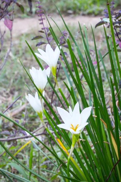 Rain Lily White (Zephyranthes Candida) — Stock Photo, Image
