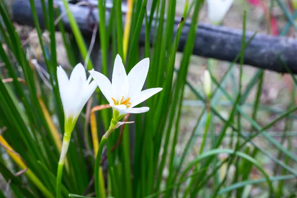 Rain Lily White (Zephyranthes Candida) — Stock Photo, Image