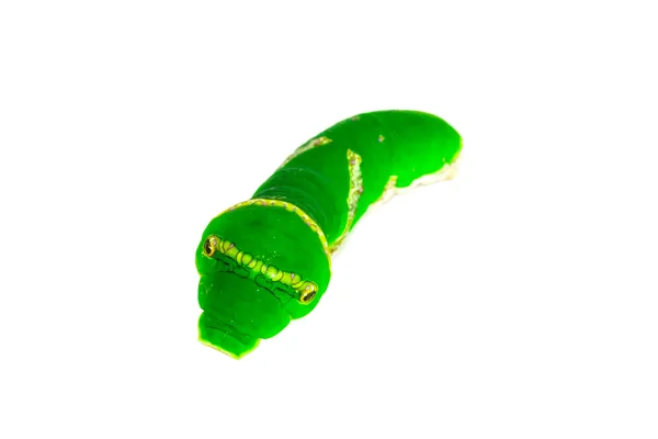 Зелений черв'як на білому тлі — стокове фото