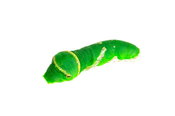 Green worm on white background — Stock Photo, Image