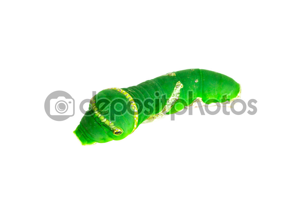 Green worm on white background