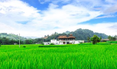 Houses and rice fields clipart
