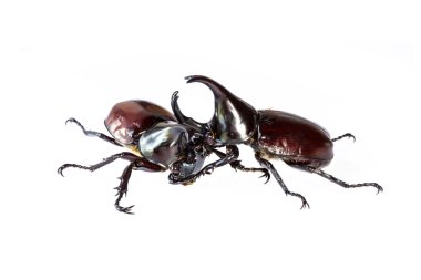Tay rhinoceros beetle