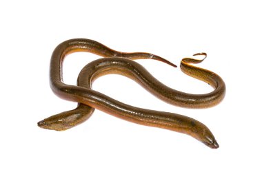 lange paling geïsoleerd op een witte achtergrond