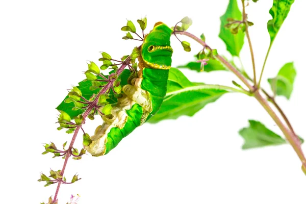 The green caterpillar on a branch — Stock Photo, Image