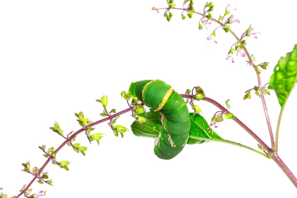 Зеленая гусеница на ветке — стоковое фото