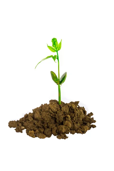 Jonge groene plant geïsoleerd op een witte achtergrond — Stockfoto