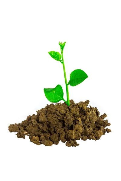 Young green plant isolated on a white background — Stock Photo, Image